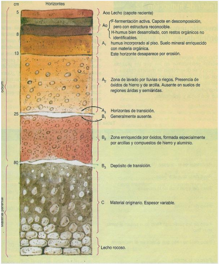 BIOLOGÍA 8 Y 9: 3 Lección: Estructura Del Suelo.: 3 LECCIÓN: ESTRUCTURA ...